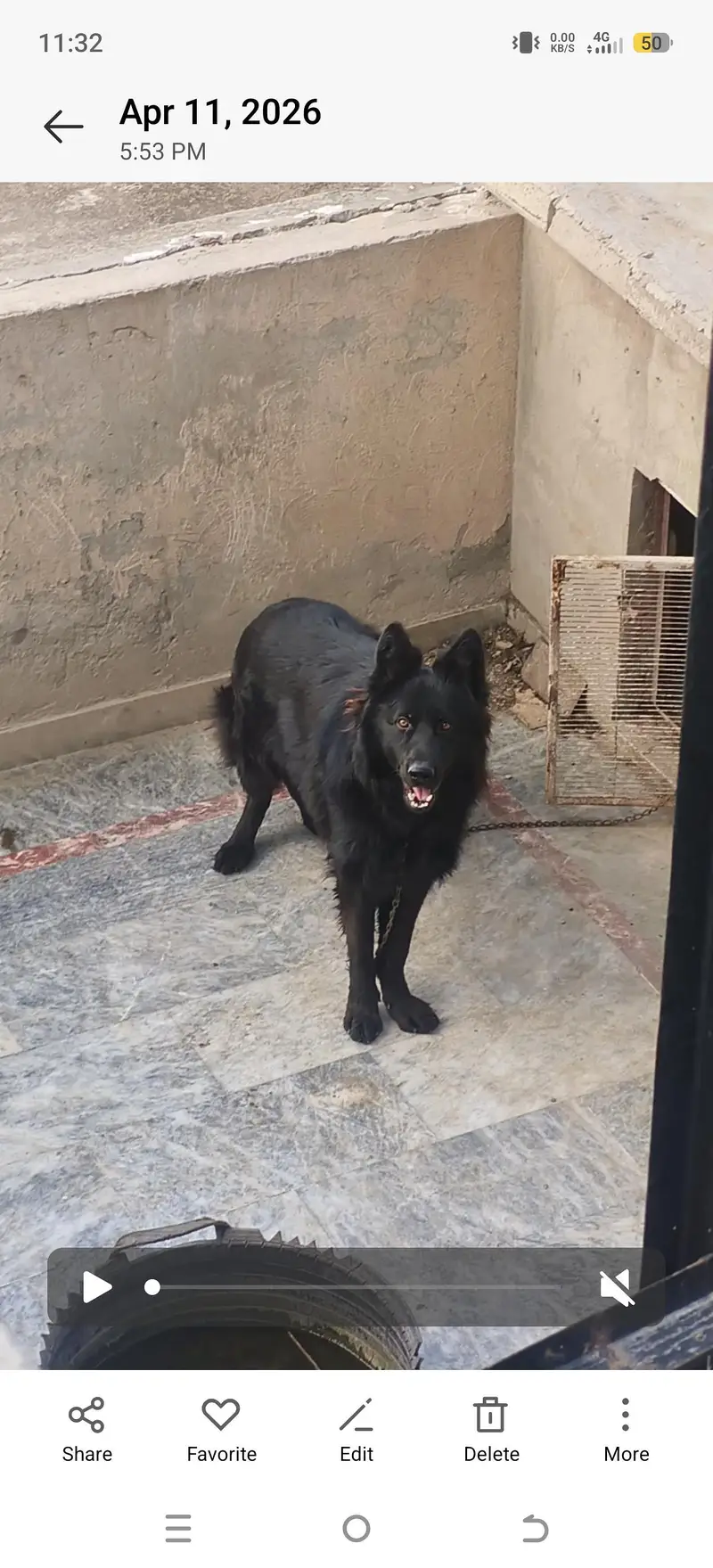 fully long coate Black shepherd only for stud not for sale. — photo 2