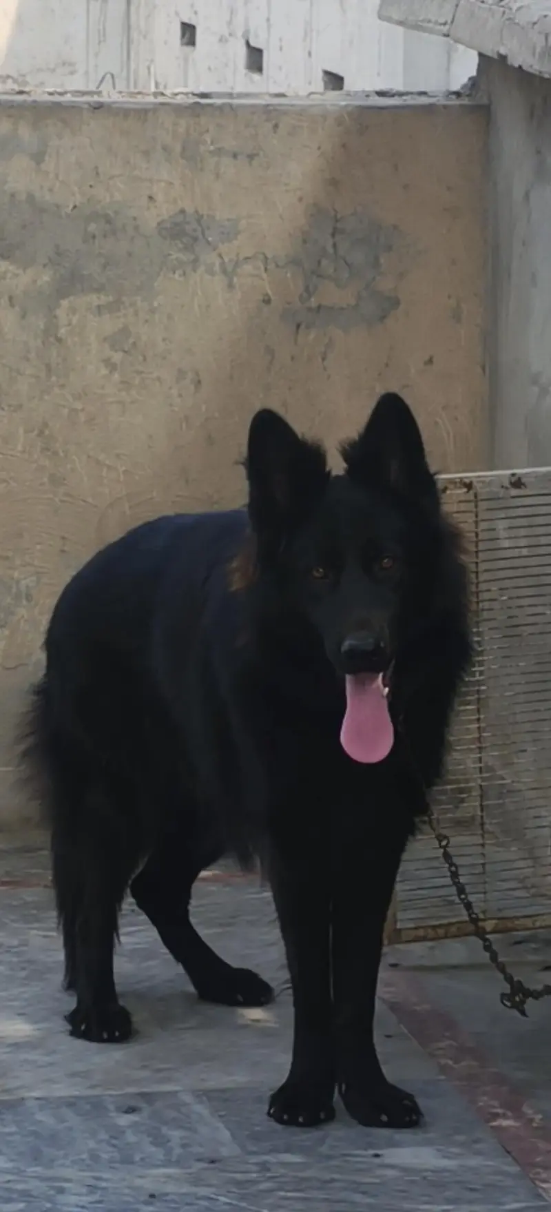 fully long coate Black shepherd only for stud not for sale. — photo 4