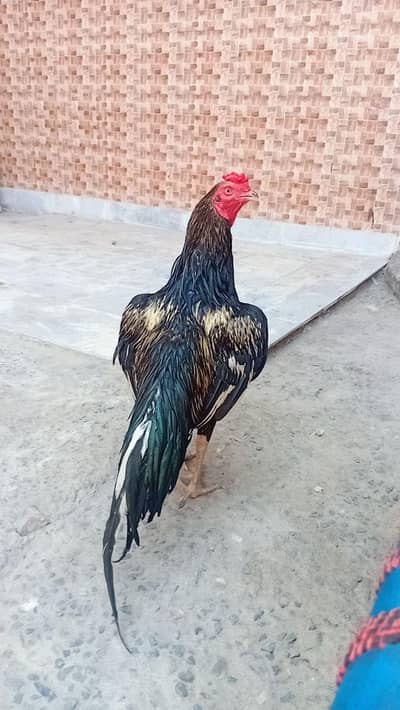 Murga for sale