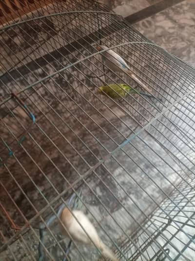 pinjara and 3 parrots budgies