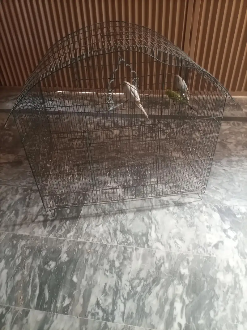 pinjara and 3 parrots budgies — photo 2