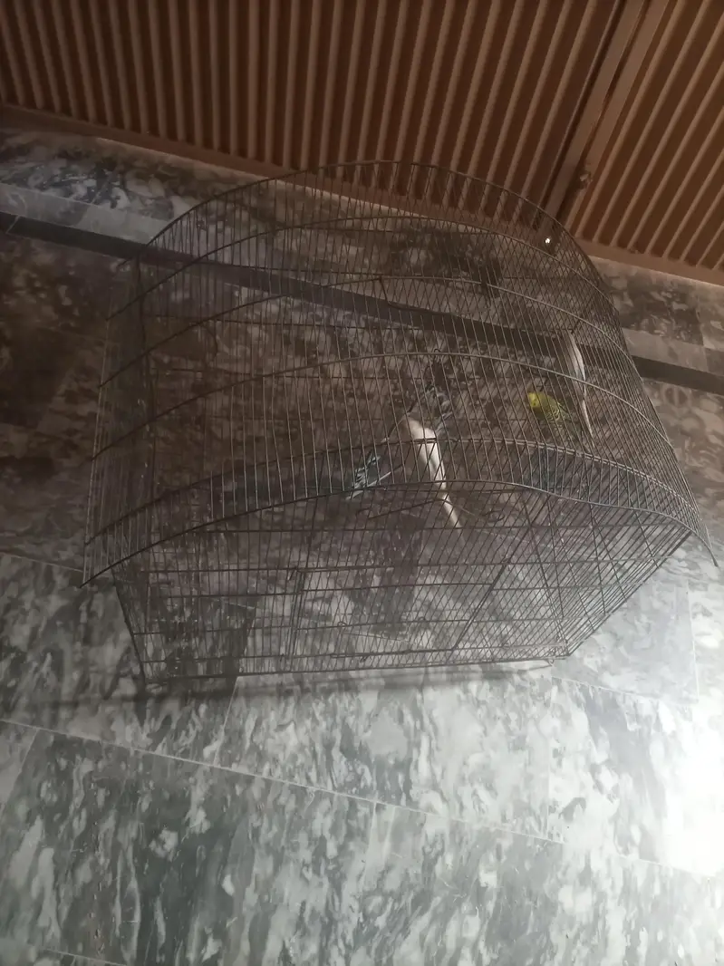 pinjara and 3 parrots budgies — photo 3