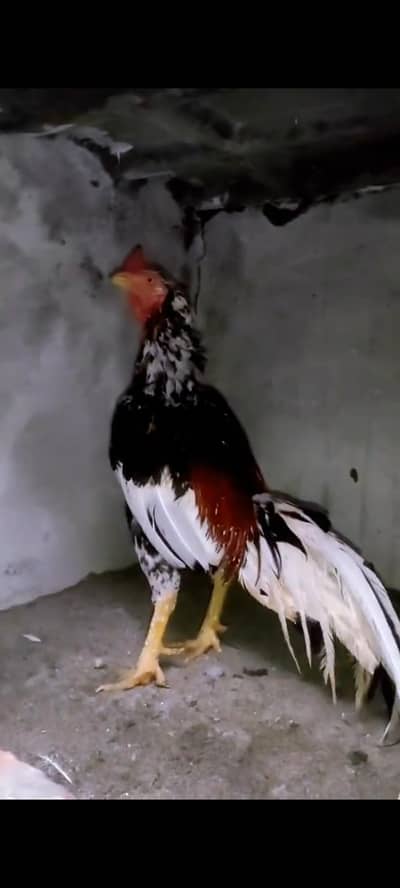 high coliti cheena murga for sale