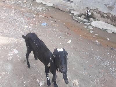 goat for sale