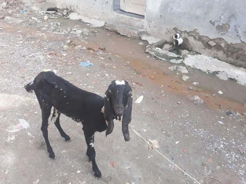 goat for sale — photo 2