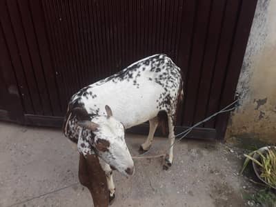 goat for sale