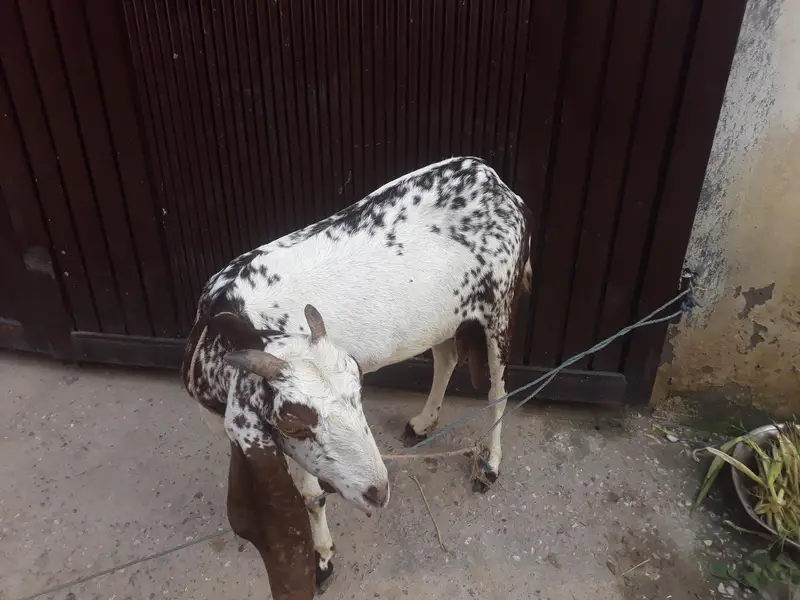 goat for sale — photo 3