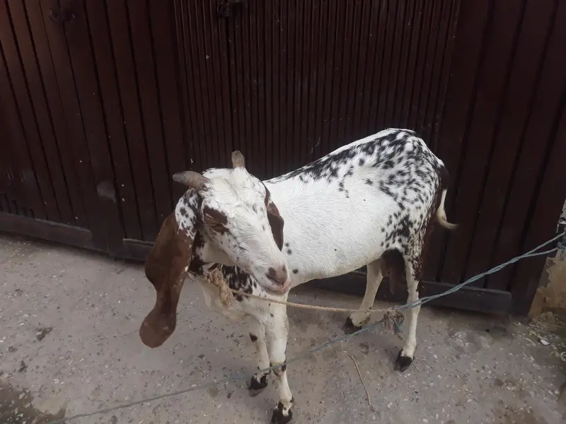goat for sale — photo 4