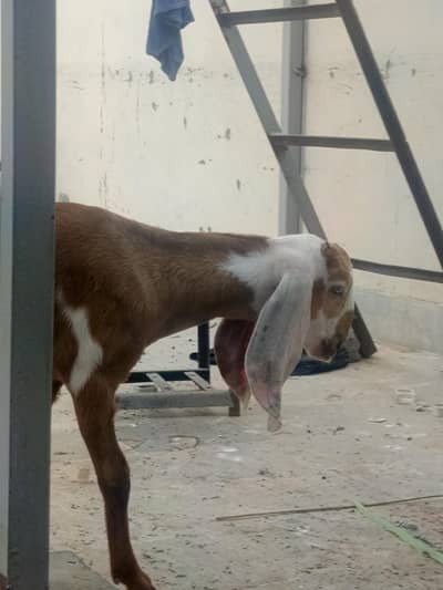 Top Quality Makkhi Cheena X Beetal Cross female