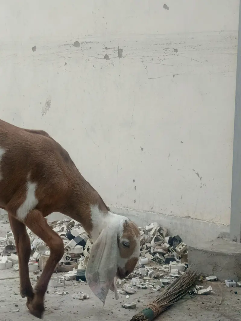 Top Quality Makkhi Cheena X Beetal Cross female — photo 2