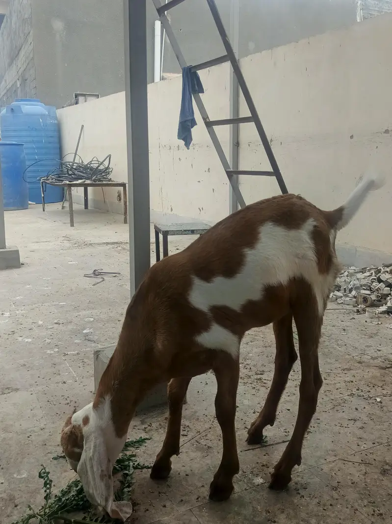 Top Quality Makkhi Cheena X Beetal Cross female — photo 5