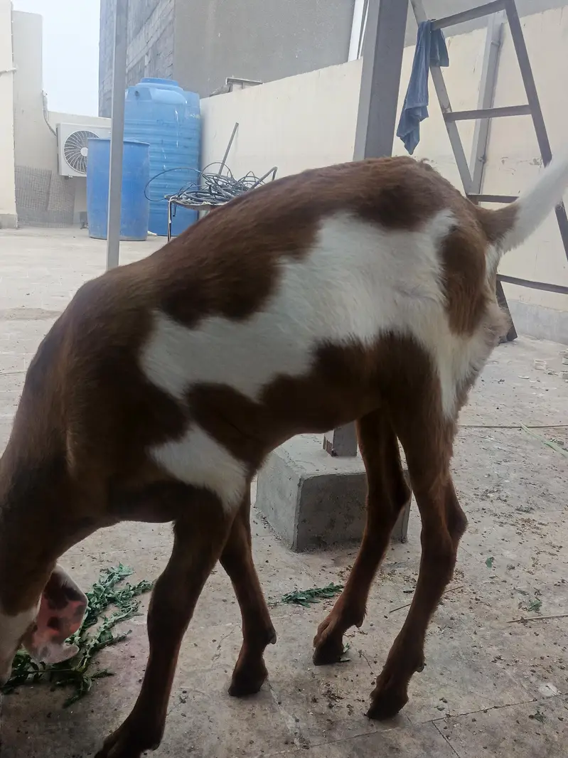 Top Quality Makkhi Cheena X Beetal Cross female — photo 6
