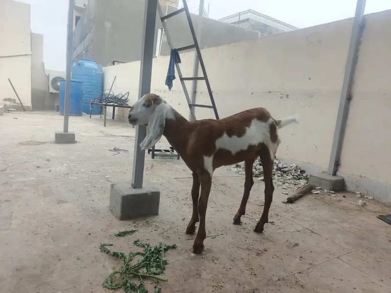 Top Quality Makkhi Cheena X Beetal Cross female — photo 8