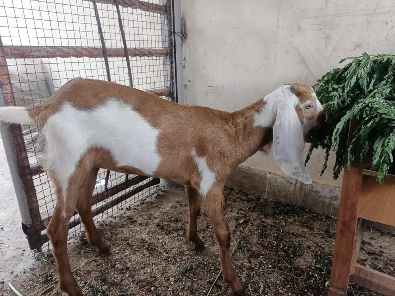 Top Quality Makkhi Cheena X Beetal Cross female — photo 9