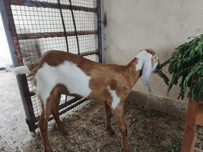 Top Quality Makkhi Cheena X Beetal Cross female — photo 10
