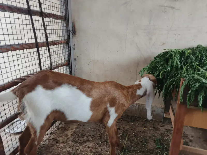 Top Quality Makkhi Cheena X Beetal Cross female — photo 11