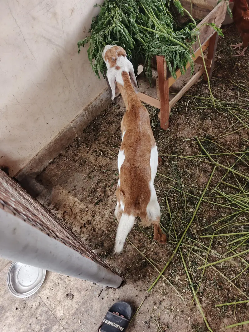 Top Quality Makkhi Cheena X Beetal Cross female — photo 12