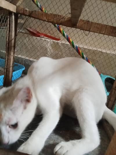 urgent sale