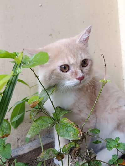Persian cat 5 months old train baby