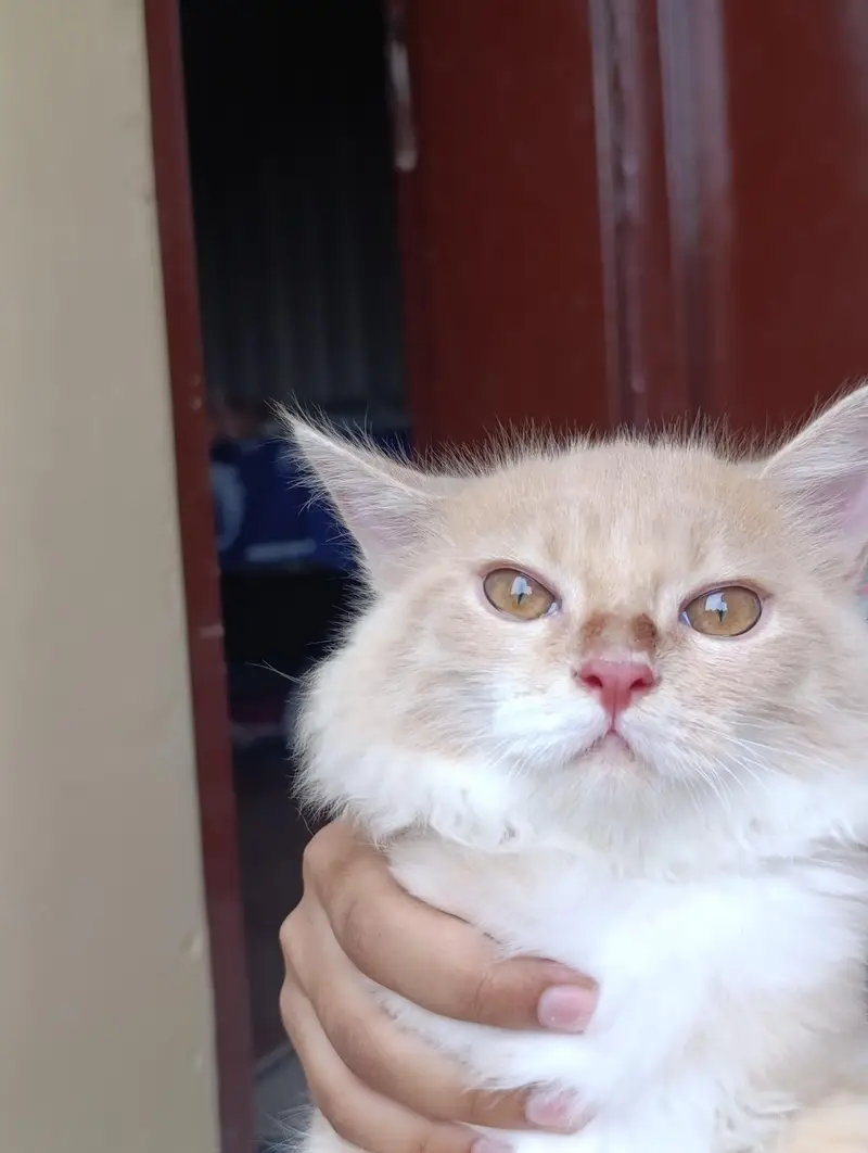 Persian cat 5 months old train baby — photo 2