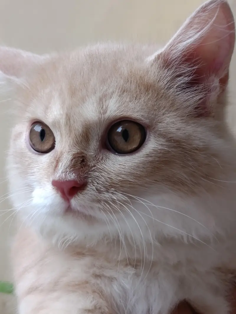 Persian cat 5 months old train baby — photo 3