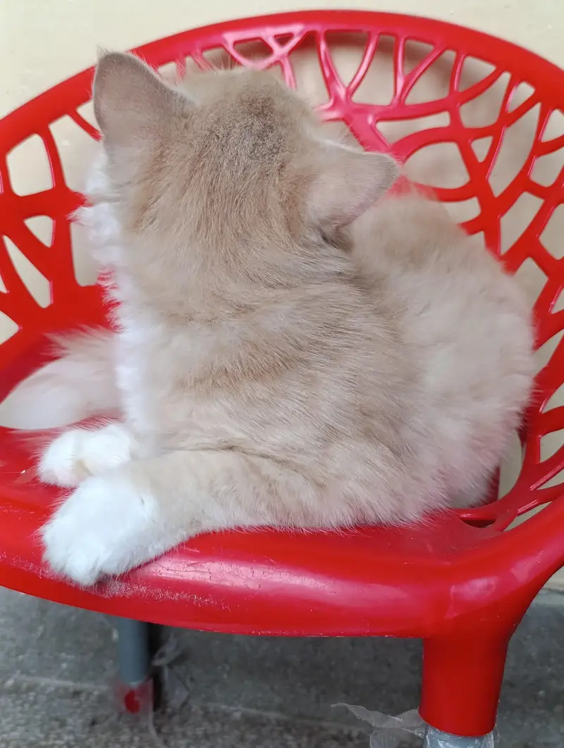 Persian cat 5 months old train baby — photo 4