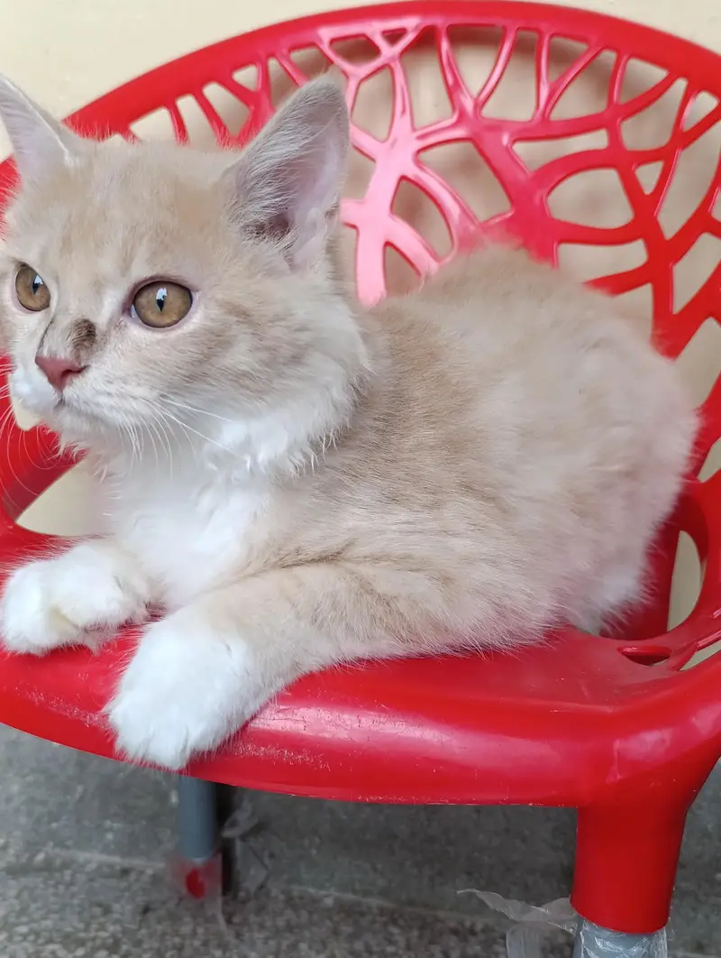 Persian cat 5 months old train baby — photo 5