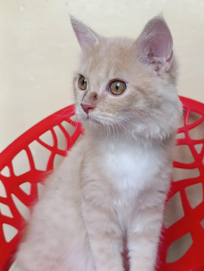 Persian cat 5 months old train baby — photo 6