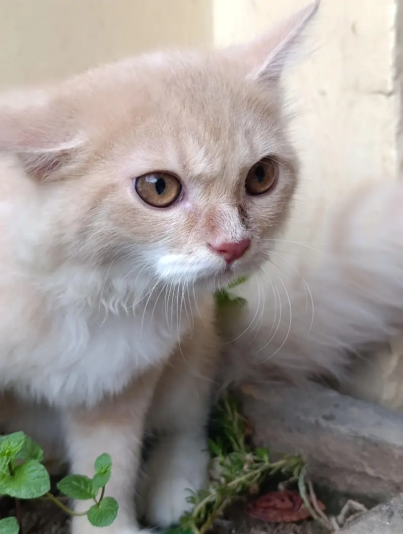 Persian cat 5 months old train baby — photo 7