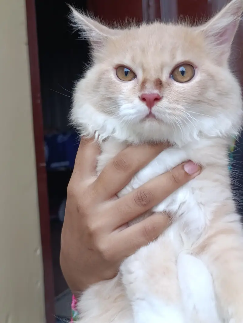 Persian cat 5 months old train baby — photo 8