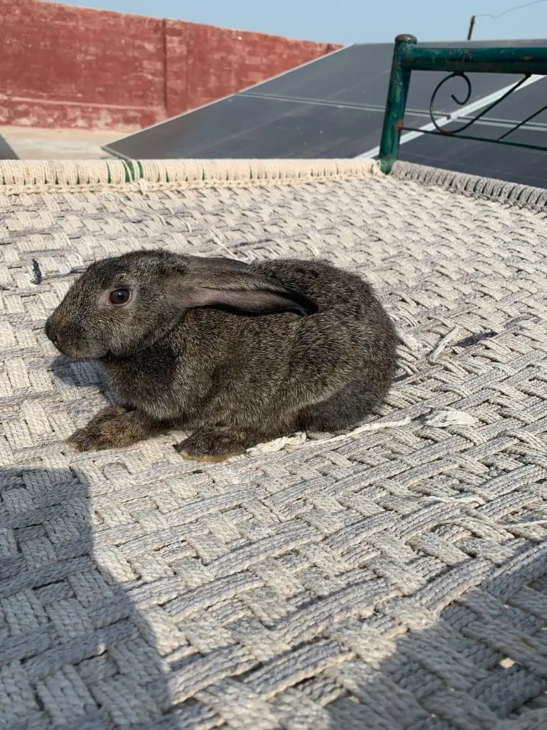 Flemish Rabbit For Sale – Healthy & Active Rabbits