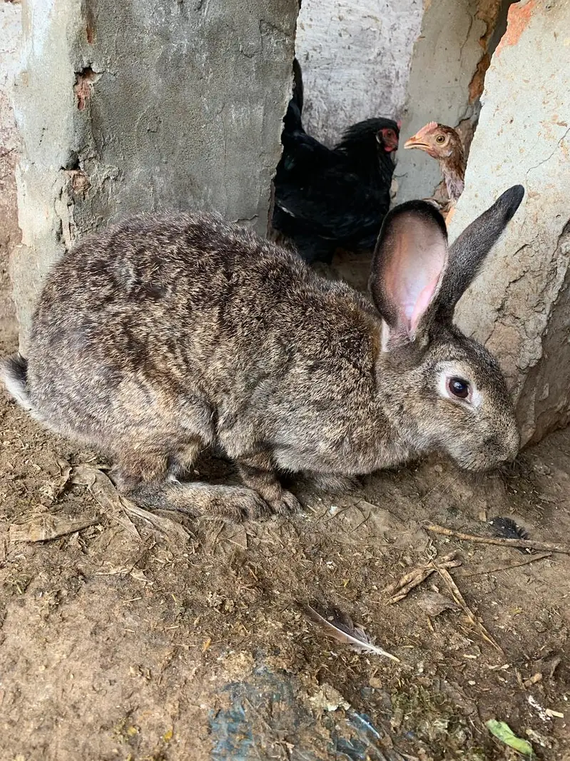 Flemish Rabbit For Sale – Healthy & Active Rabbits — photo 2