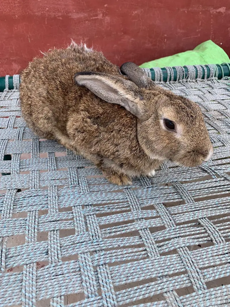 Flemish Rabbit For Sale – Healthy & Active Rabbits — photo 3