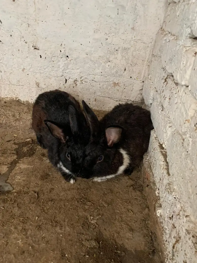 Flemish Rabbit For Sale – Healthy & Active Rabbits — photo 4