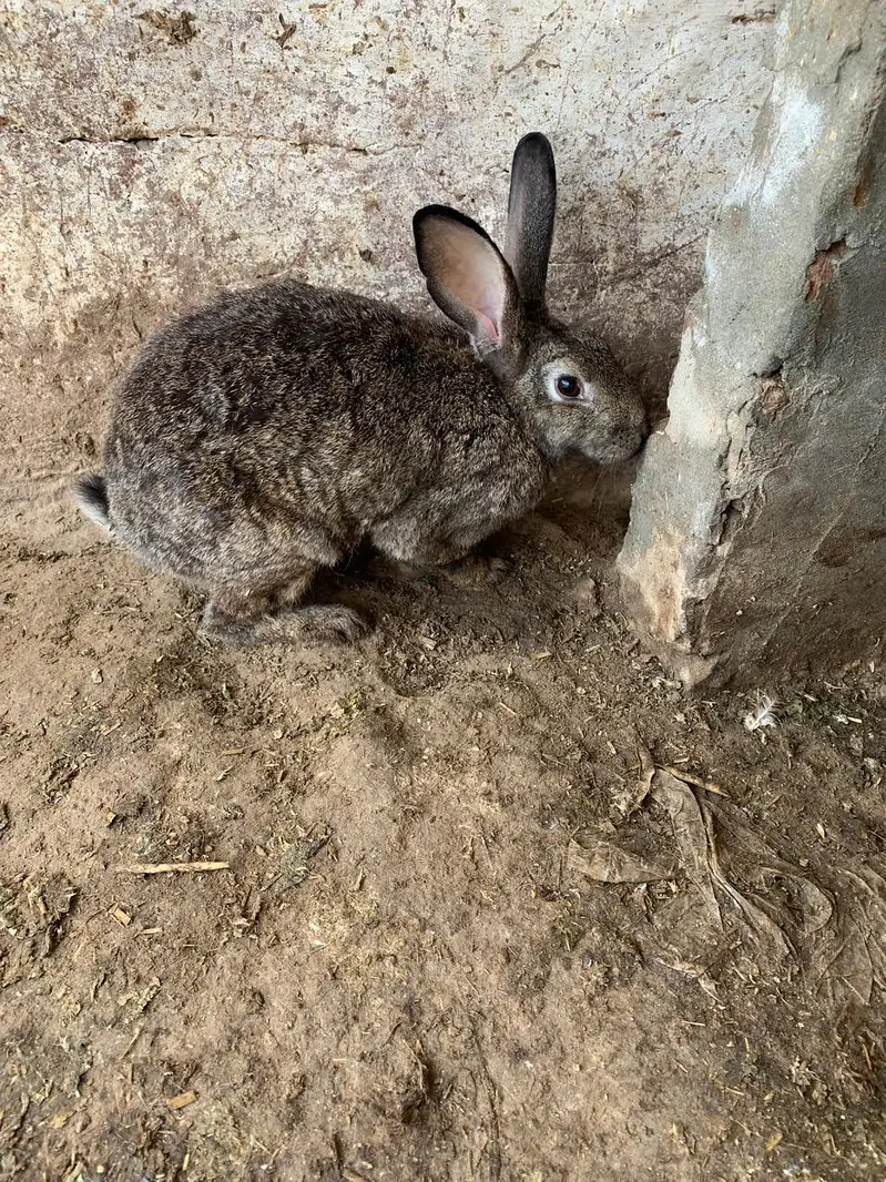 Flemish Rabbit For Sale – Healthy & Active Rabbits — photo 5