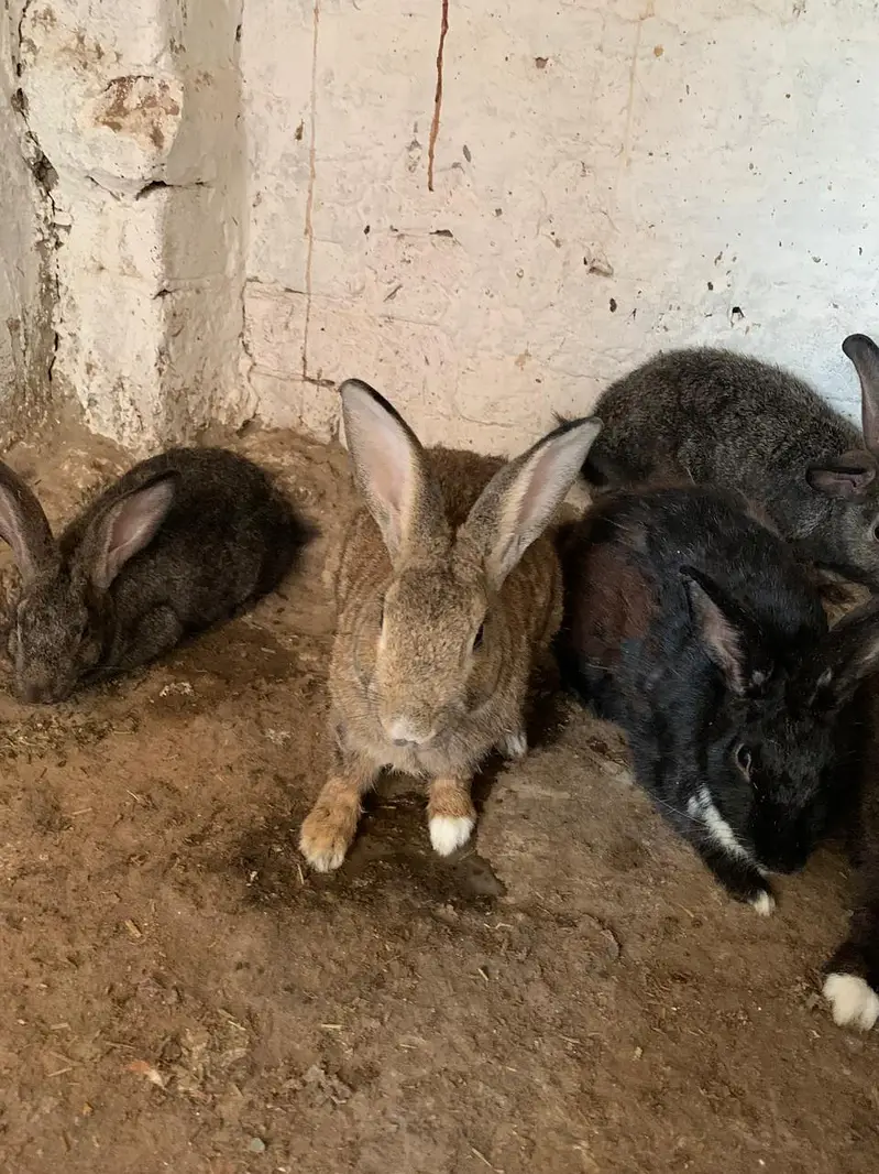 Flemish Rabbit For Sale – Healthy & Active Rabbits — photo 6