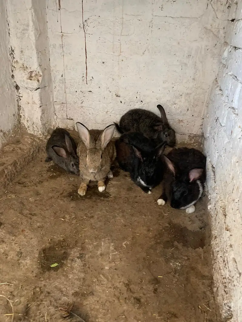 Flemish Rabbit For Sale – Healthy & Active Rabbits — photo 7