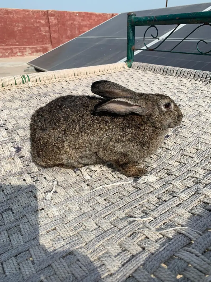 Flemish Rabbit For Sale – Healthy & Active Rabbits — photo 8