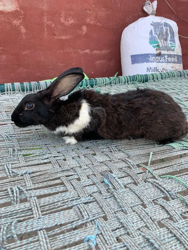 Flemish Rabbit For Sale – Healthy & Active Rabbits — photo 9