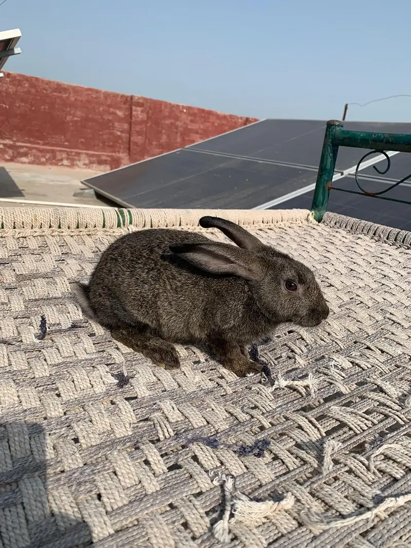 Flemish Rabbit For Sale – Healthy & Active Rabbits — photo 10