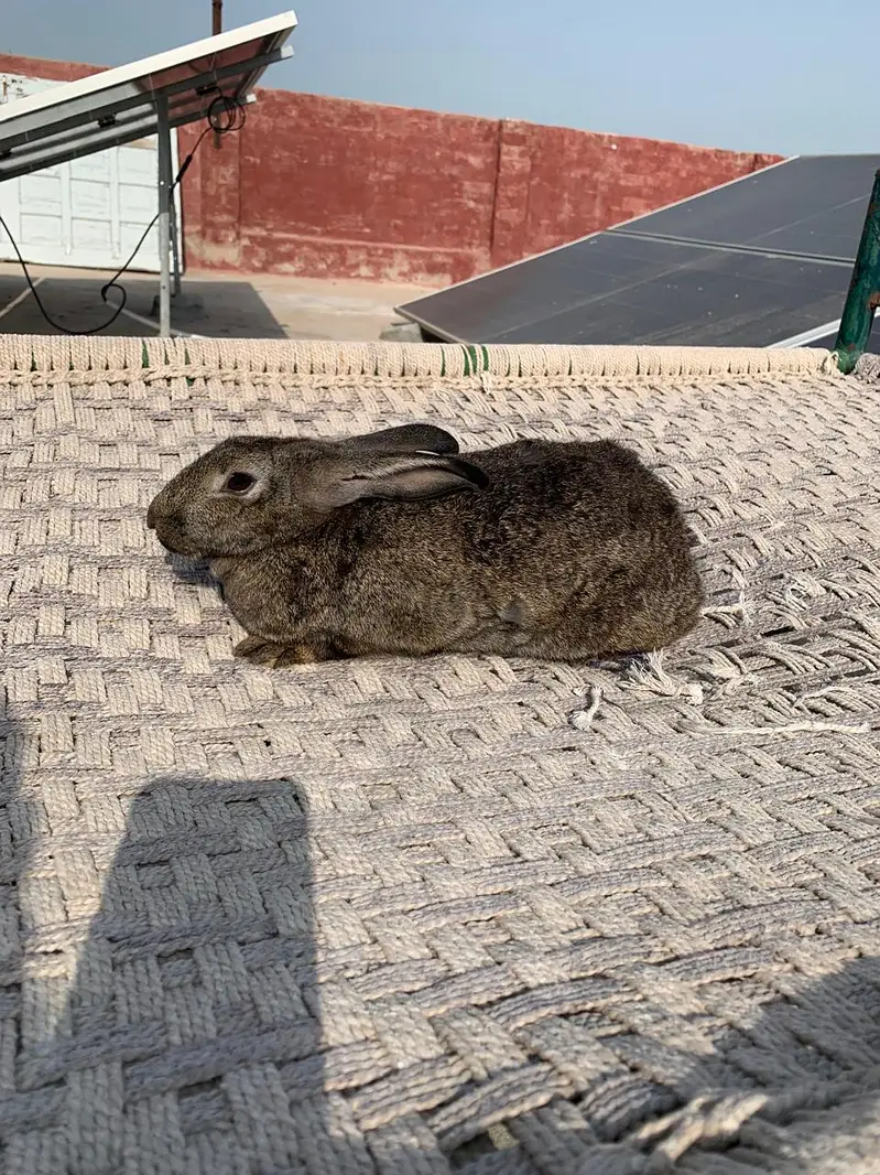 Flemish Rabbit For Sale – Healthy & Active Rabbits — photo 11