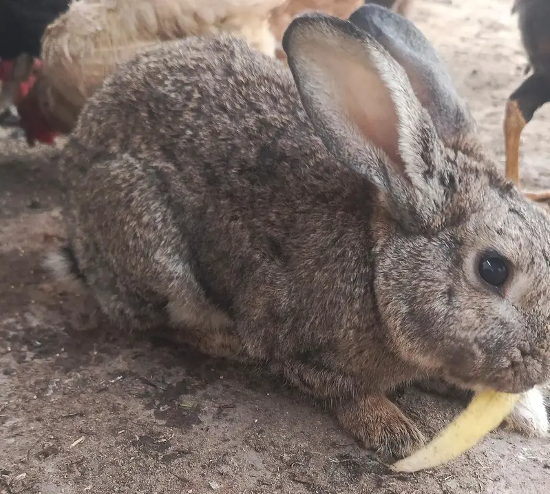Flemish Rabbit For Sale – Healthy & Active Rabbits — photo 12