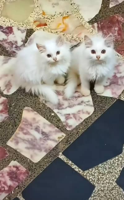 Persian kittens