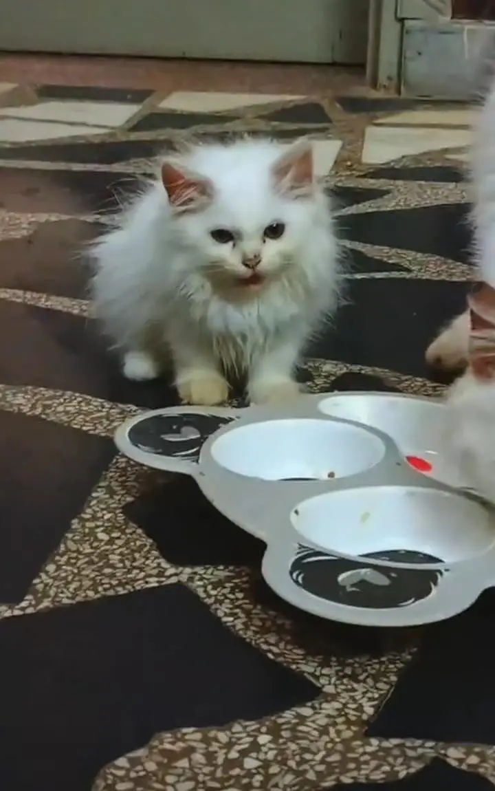 Persian kittens — photo 2
