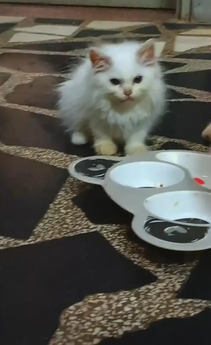 Persian kittens — photo 3