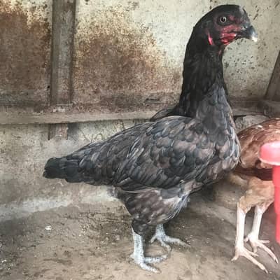 aseel Thai and lakhi female