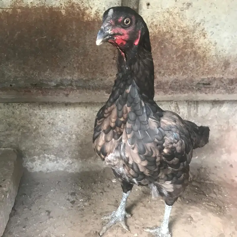 aseel Thai and lakhi female — photo 2