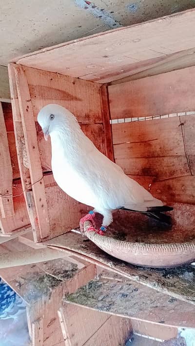 Pigeon Kalduma male