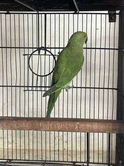 Breeder female ringneck