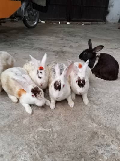 Newziland white red eyes rabbit  for sale at Jand